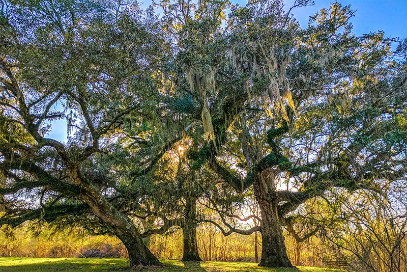 A large oak tree with Spanish Moss growing on it in the middle of a field in Magnolia Texas