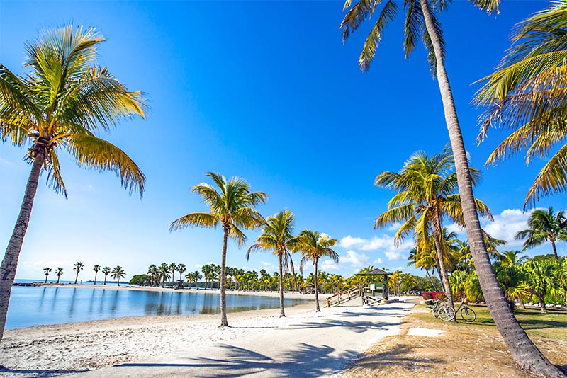 Palm trees line a short trail on a beach in Matheson Hammock Park in Florida