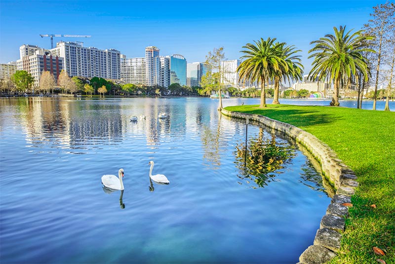 Swans swim in a lake with the Orlando skyline behind them with palm trees and blue skies