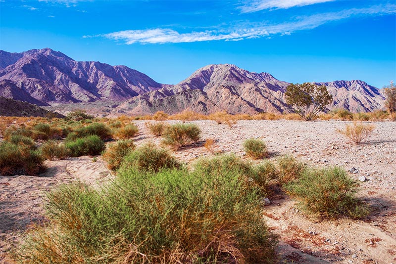 A desert landscape with mountains and blue sky behind it in Palm Springs