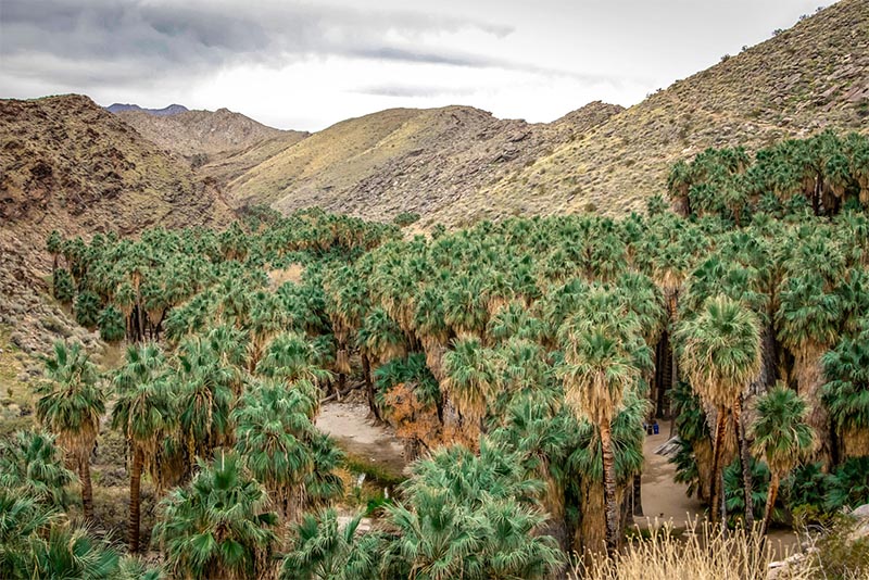 A mountain rises above a canyon full of palm and yucca plants in Palm Springs California