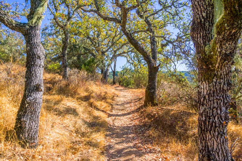 Hiking trail lined with oak trees at Palo Alto Foothills Park in California
