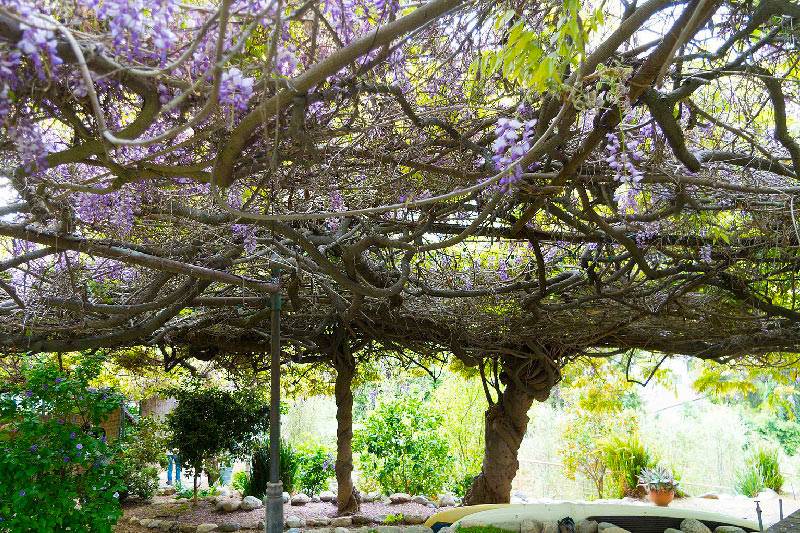 View of the famous Sierra Madres's Wistaria tree.