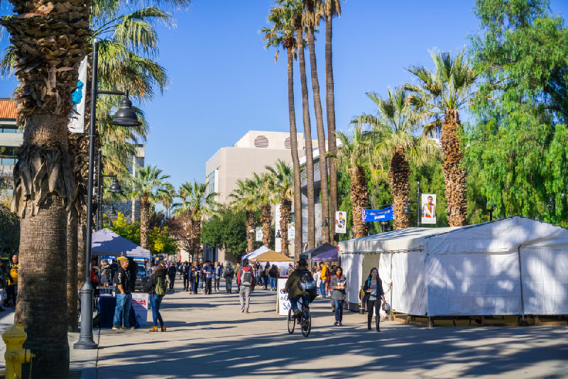 Palm trees lining a street in San Jose, California