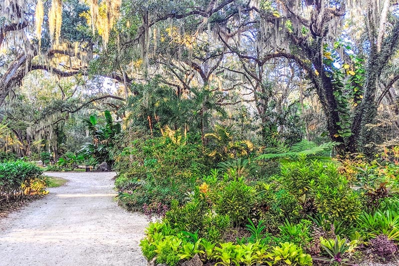 Spanish Moss and willow trees in Port Orange Florida