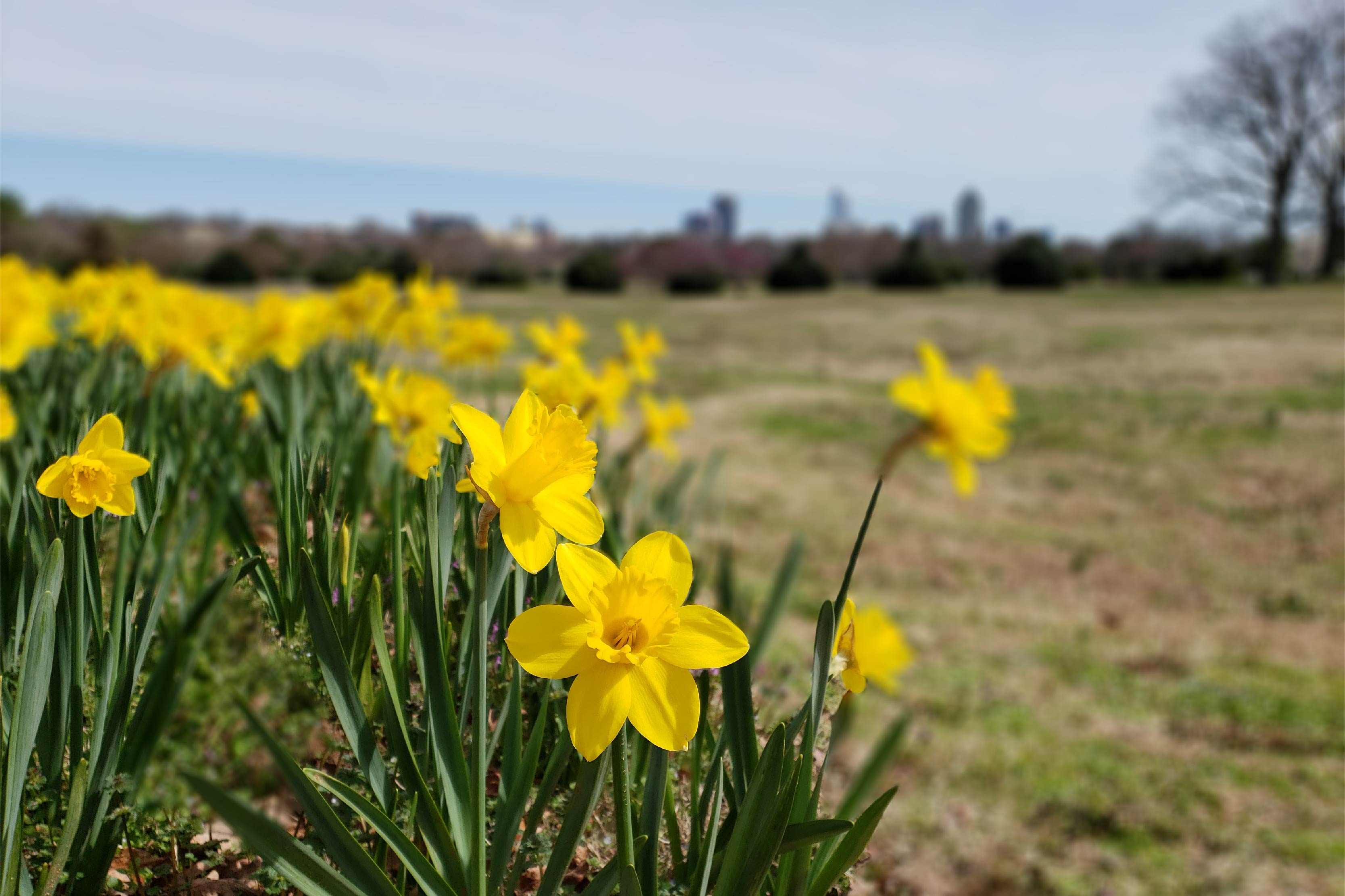 Yellow flowers in a field in North Carolina