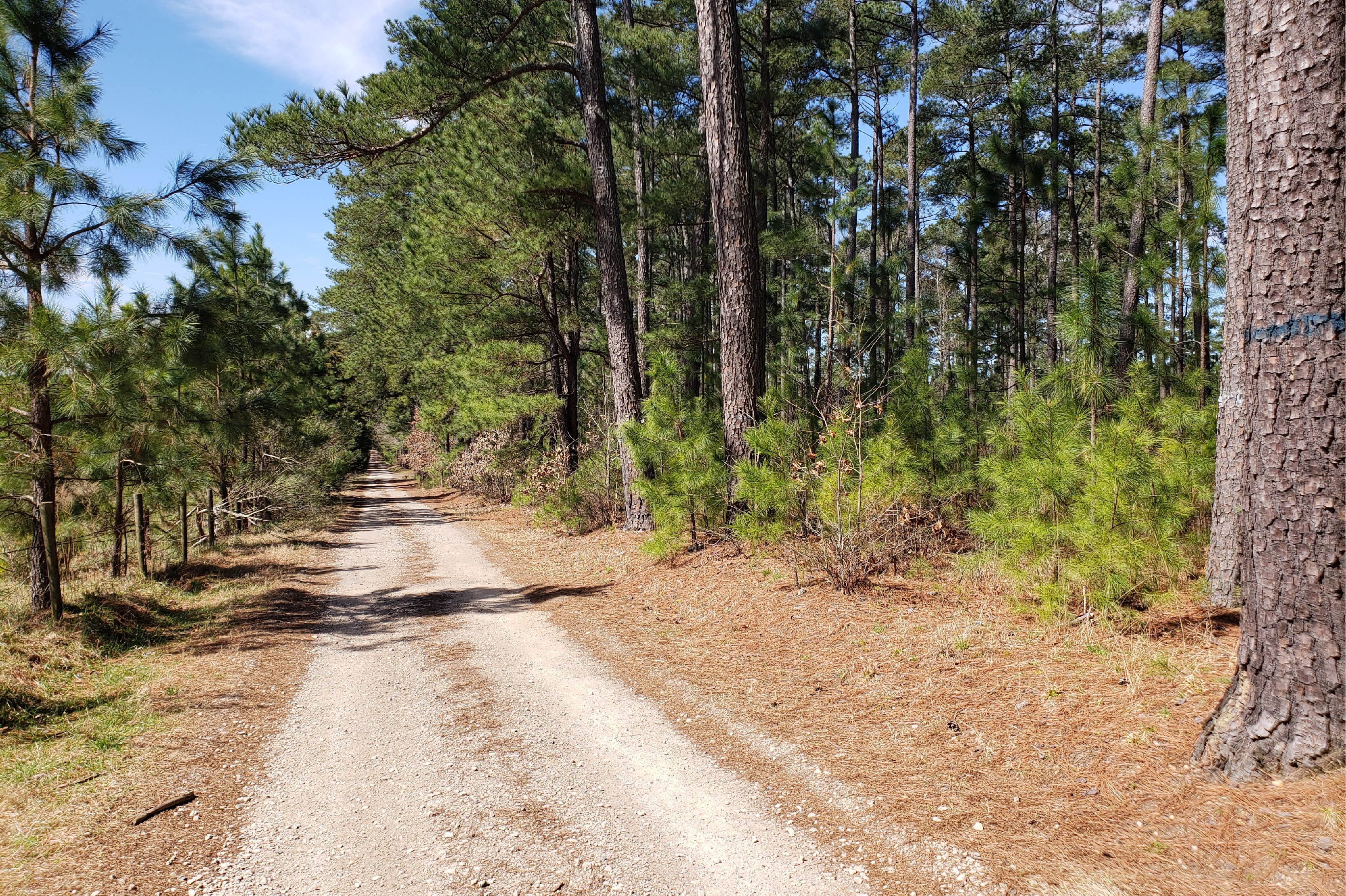 Trees lining a dirt road in North Carolina