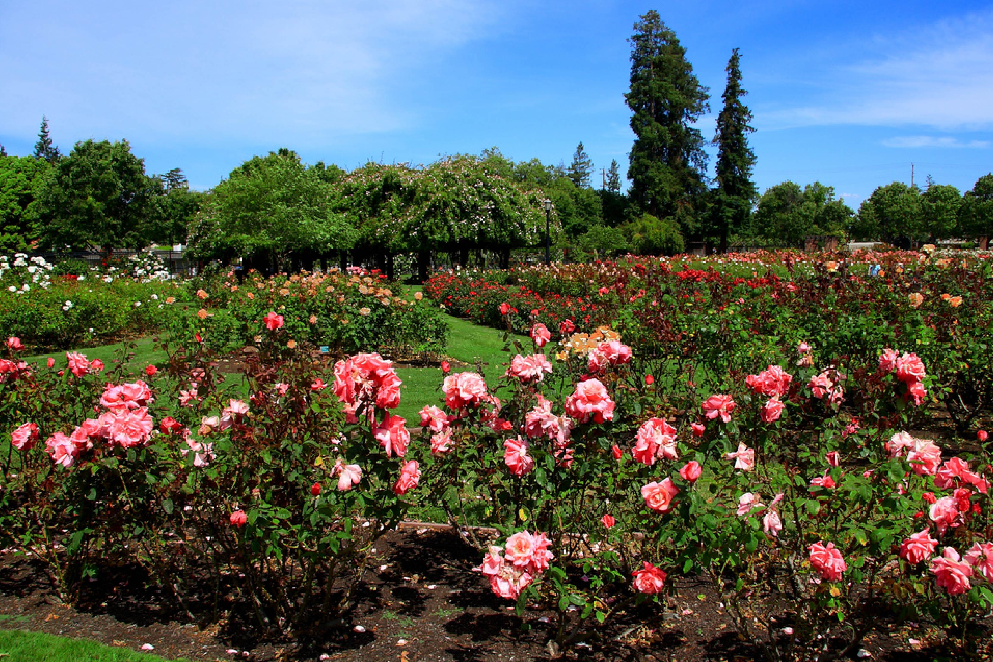 Rose Garden, San Jose, Neighborhoods