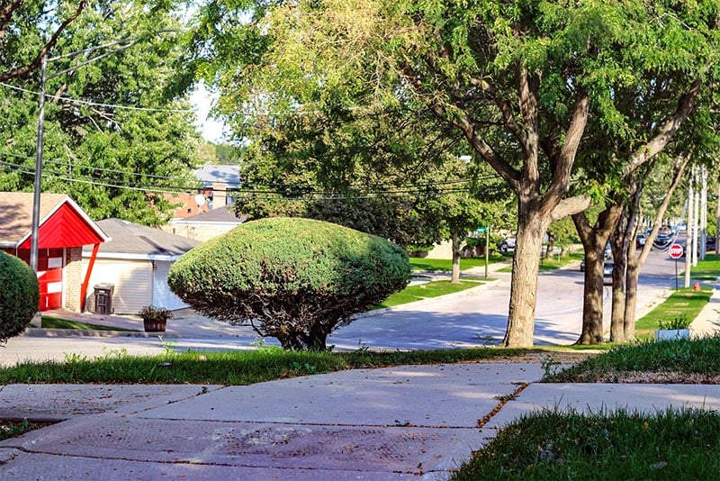 Trees along a residential street in Roseland Chicago