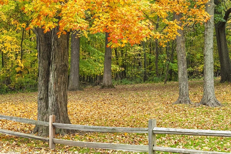 A heavily wooded area with fall colored leaves outside Chicago