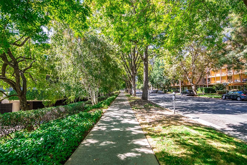 A residential sidewalk along a tree-lined street in Sacramento