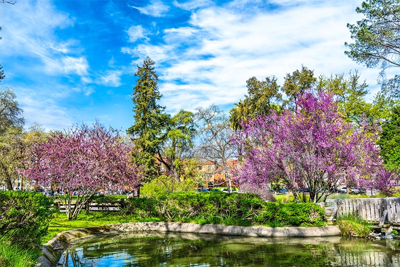 Park scenery with flowers and trees with a path in Sacramento