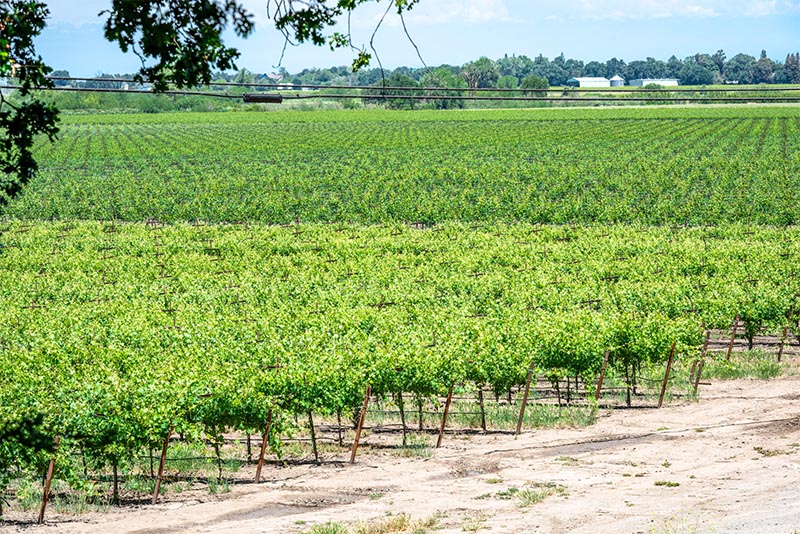 A field of grape vines in northern California for wine making.