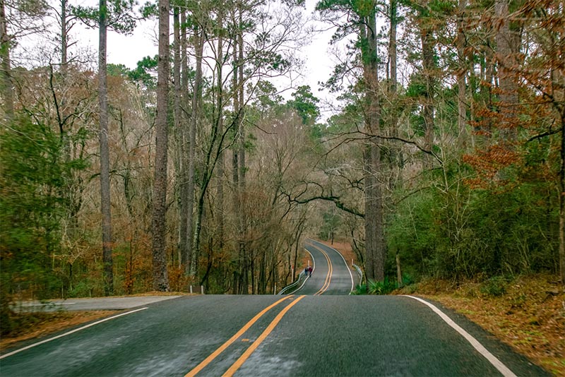 A road leads into densely forested trees on a foggy morning in Houston