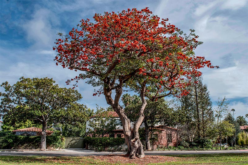 A red tree along San Vicente Boulevard in Brentwood Los Angeles