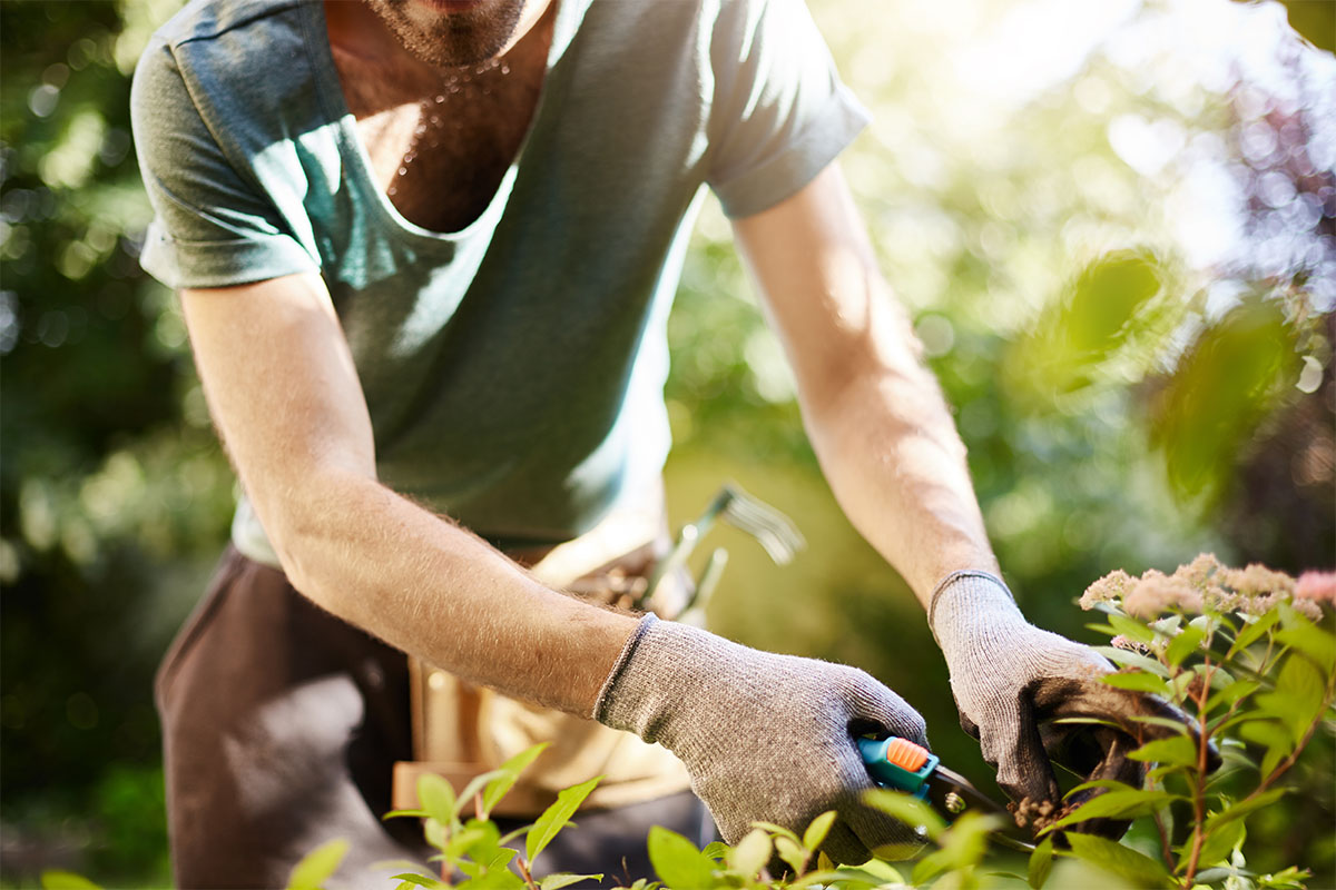 Man triming plants