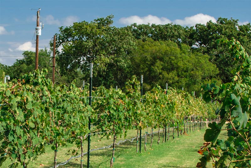 A vineyard in Texas Wine Country with multiple vines in a row