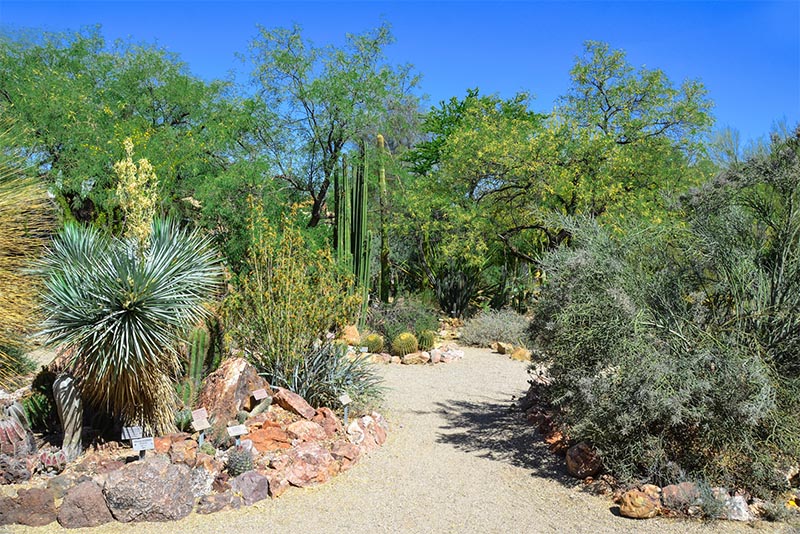 A path in the Desert Botanical Gardens in Arizona with cacti all around