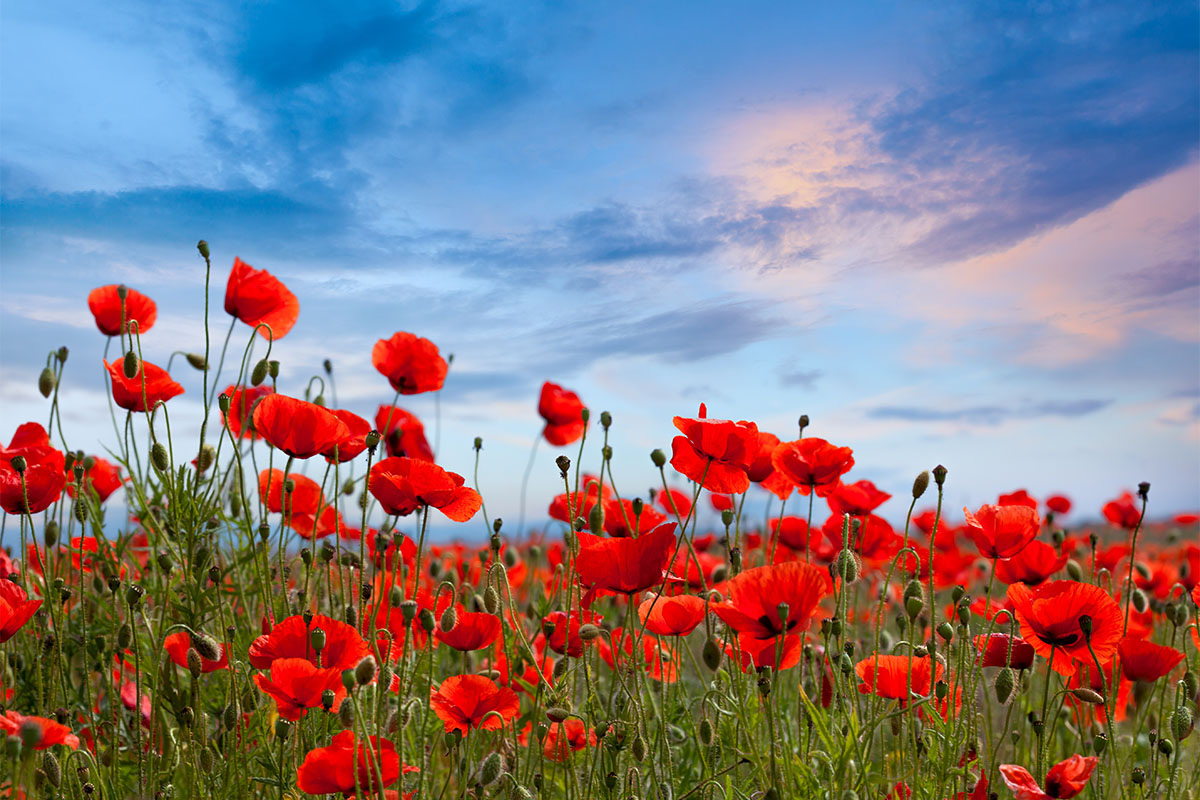 Field of Red Poppie Flowers