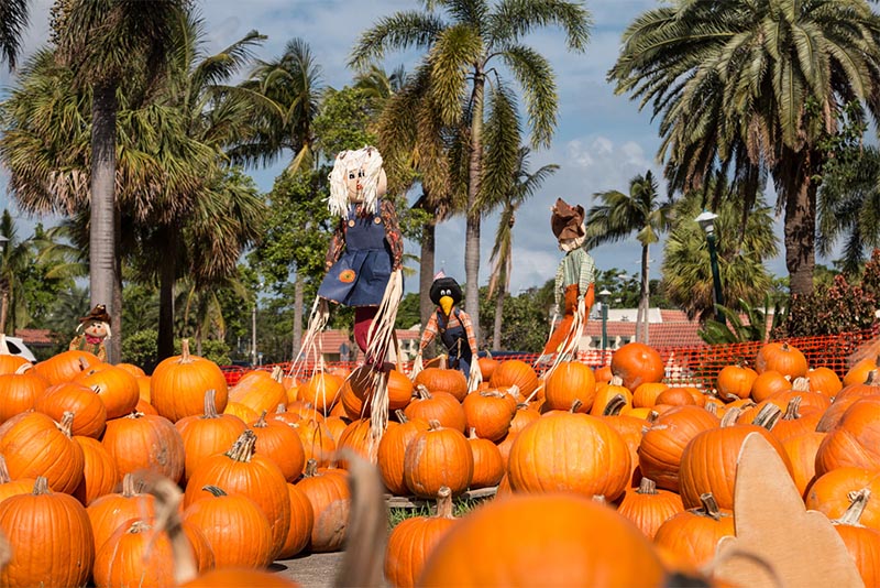 A pumpkin patch with scarecrows rising above with palm trees behind it in Florida