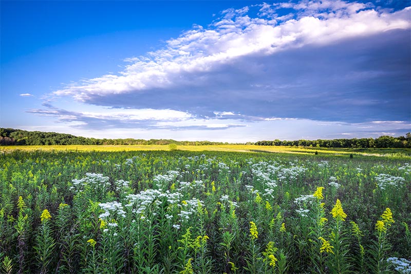 A vast field of flowers and prairie outside Chicago