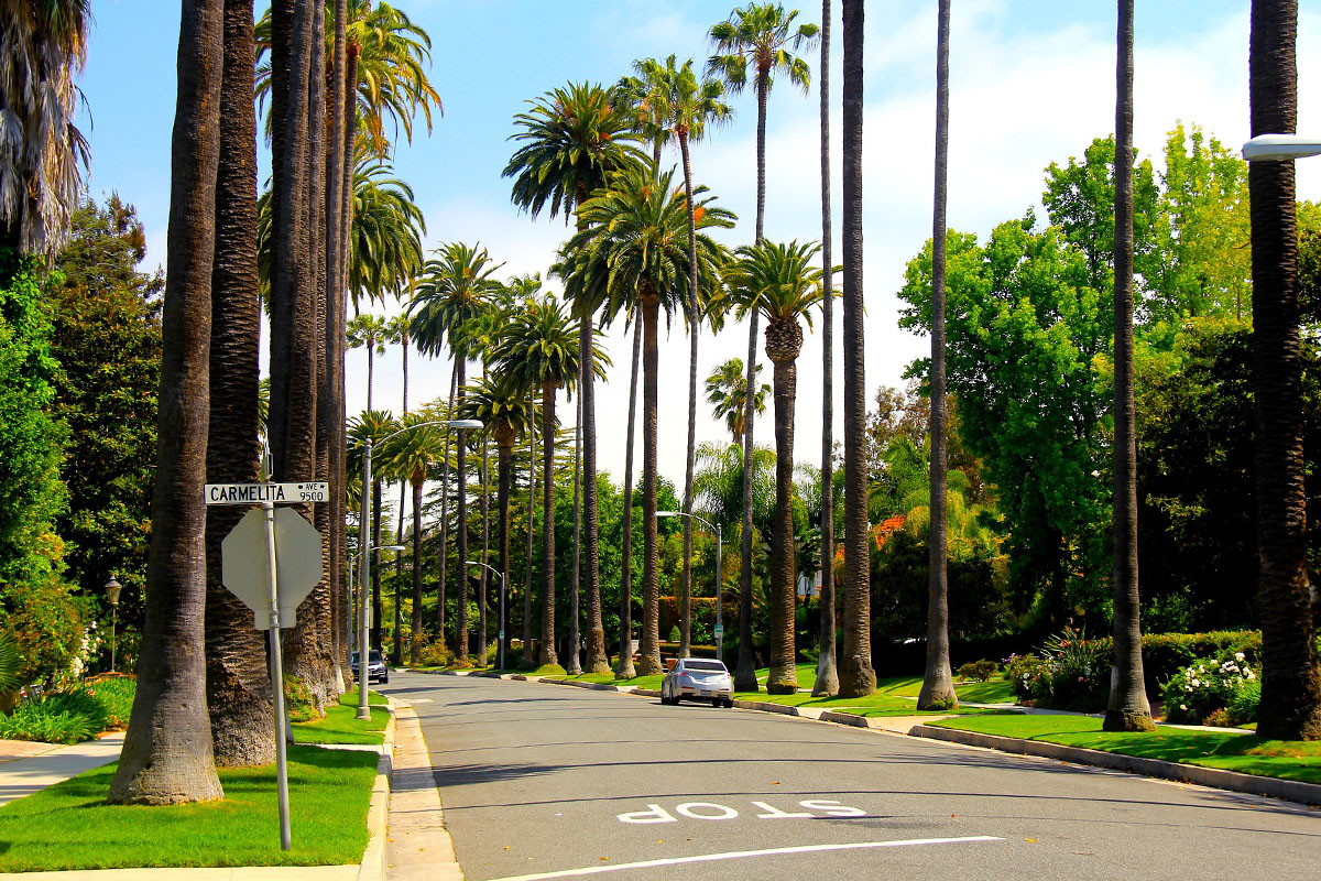 Los Angels tree lined street