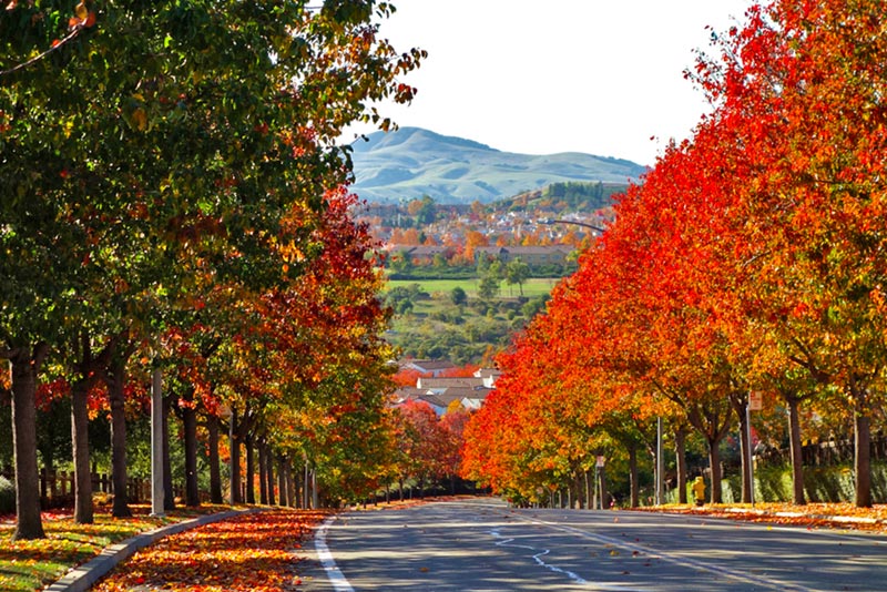 neighborhood street with autumn trees in blossom and mountainside homes in background