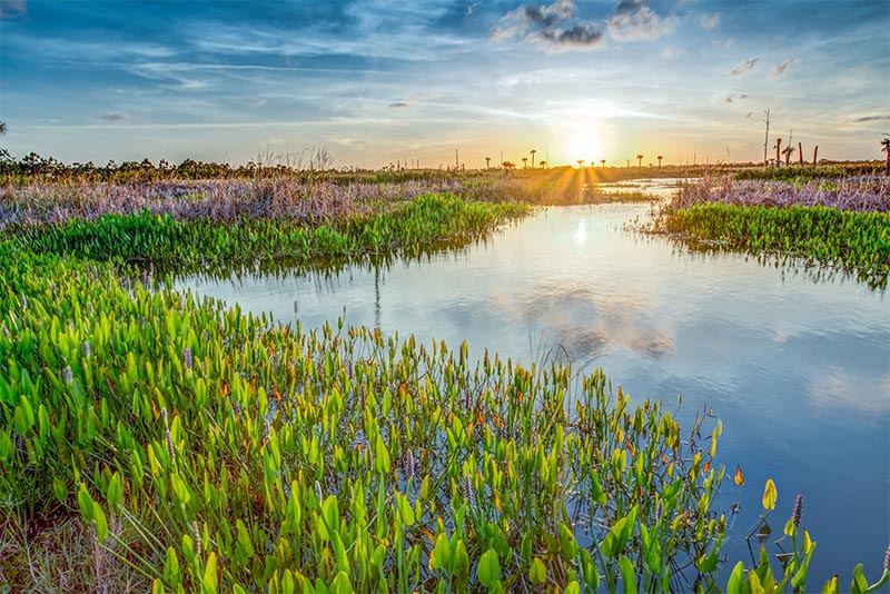 The Viera Wetlands located near Viera in Florida