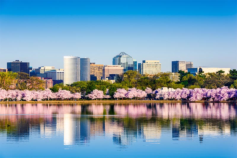 The skyline of Washington DC with tall buildings overlooking cherry blossom trees and the Potomac River