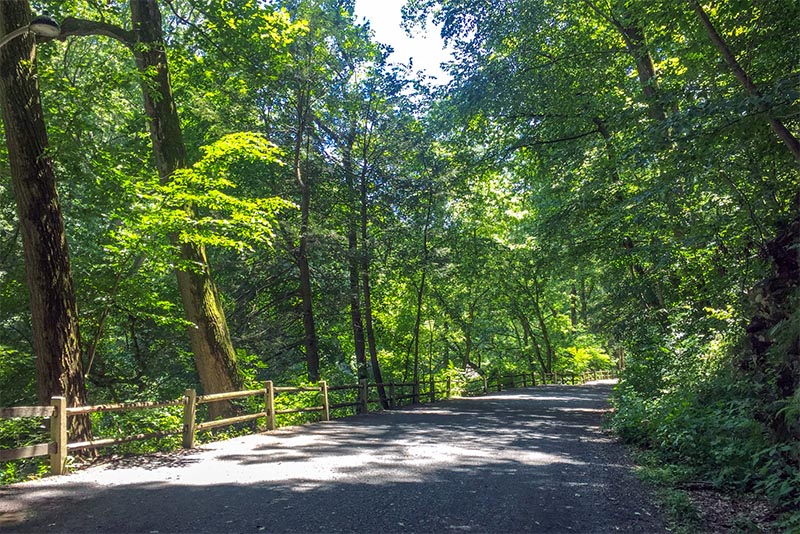 A paved trail that runs between two forested areas in Wissahickon Valley Park
