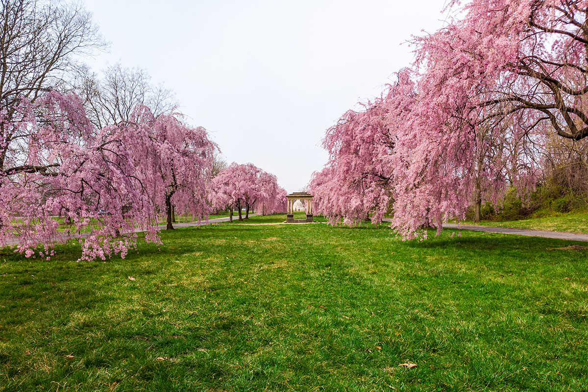 Cherry Blossoms at West Fairmount Park 